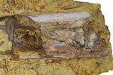 Fossil Dinosaur Bone in Sandstone - Wyoming #292758-2